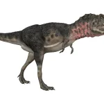 腕や手の甲の骨がティラノサウルスに比べてさらに小さく「退化」している