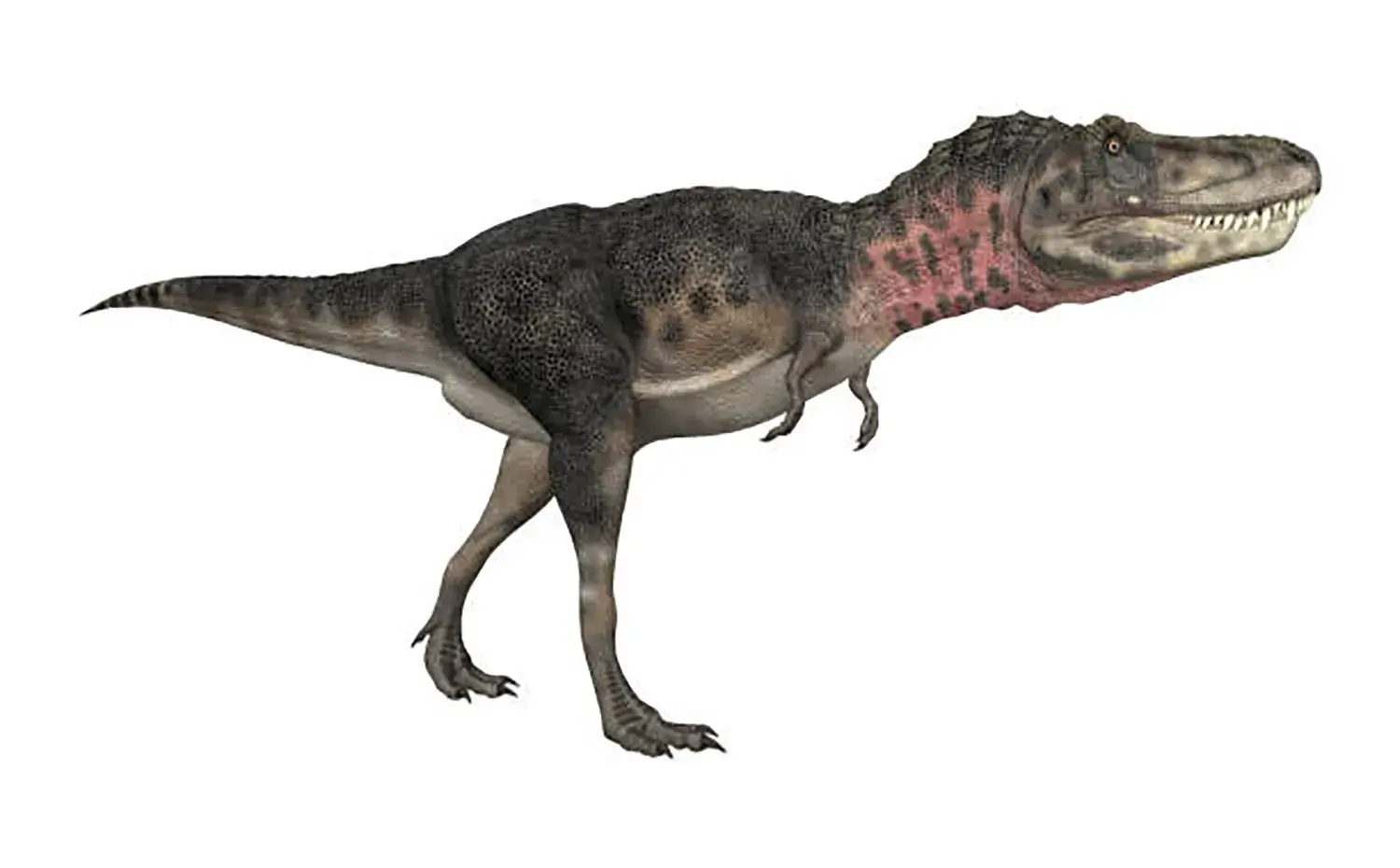 腕や手の甲の骨がティラノサウルスに比べてさらに小さく「退化」している