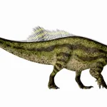 全長の6割を占める尾