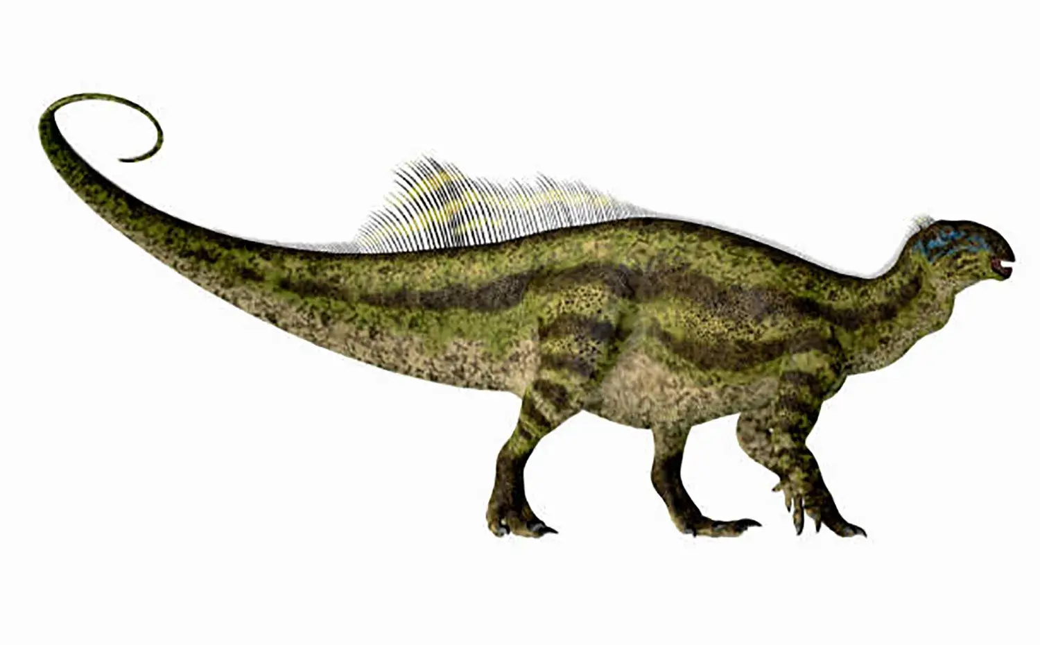 全長の6割を占める尾