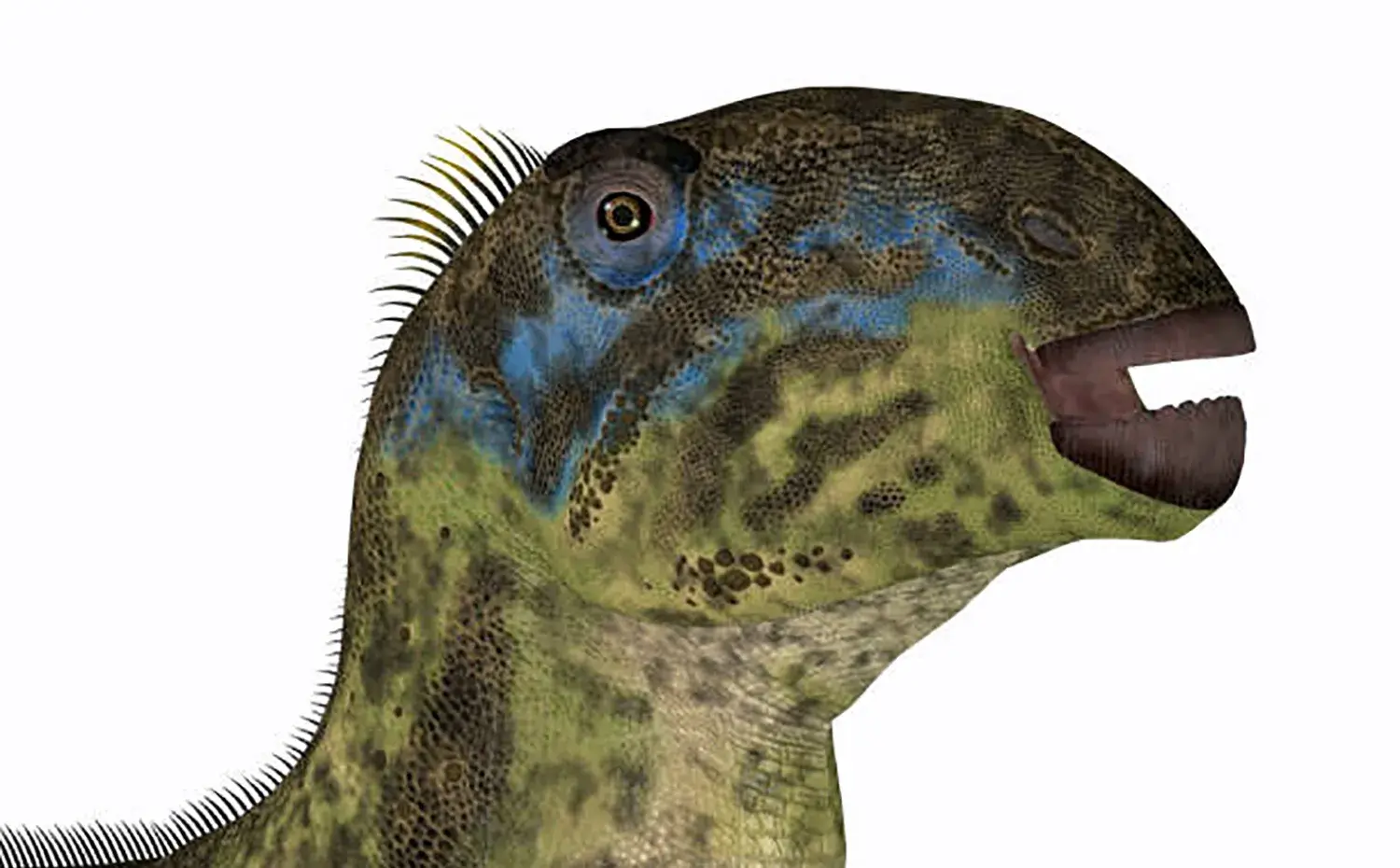 口先のクチバシで摘み取り、奥歯ですり潰して食べていた。