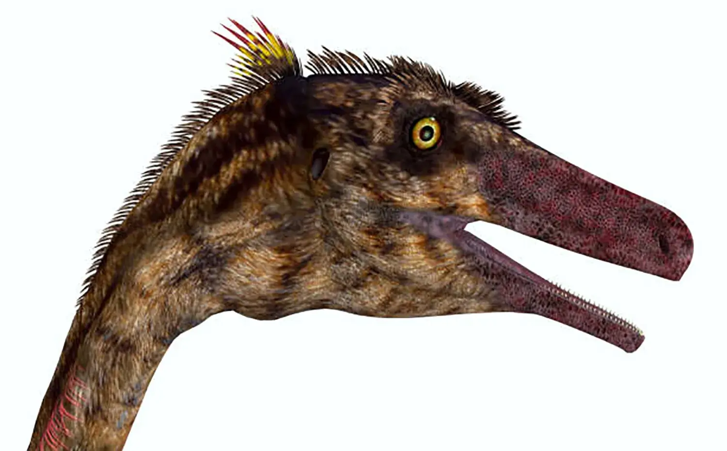 大きな目は対象を立体的に捉えることができた