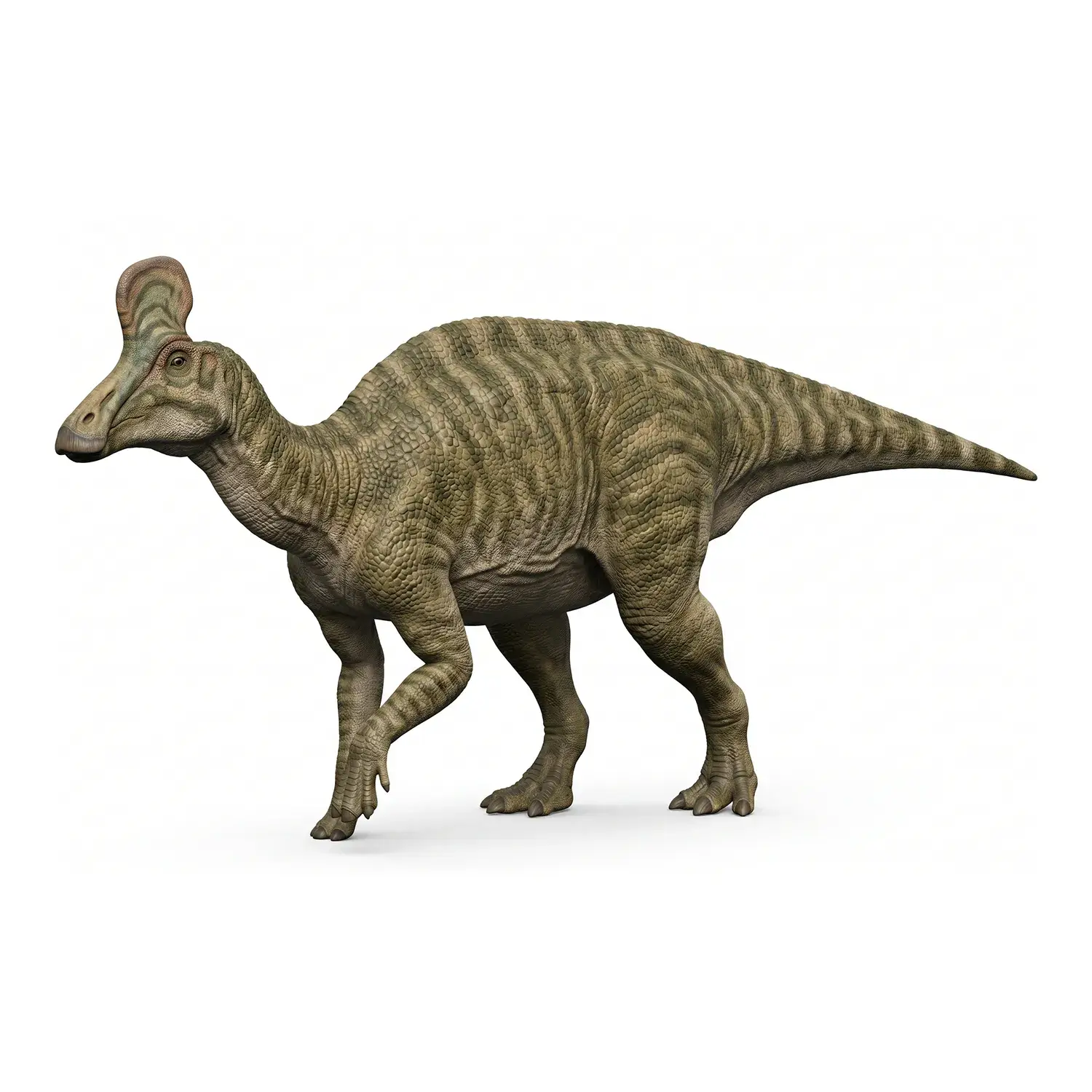 チンタオサウルス