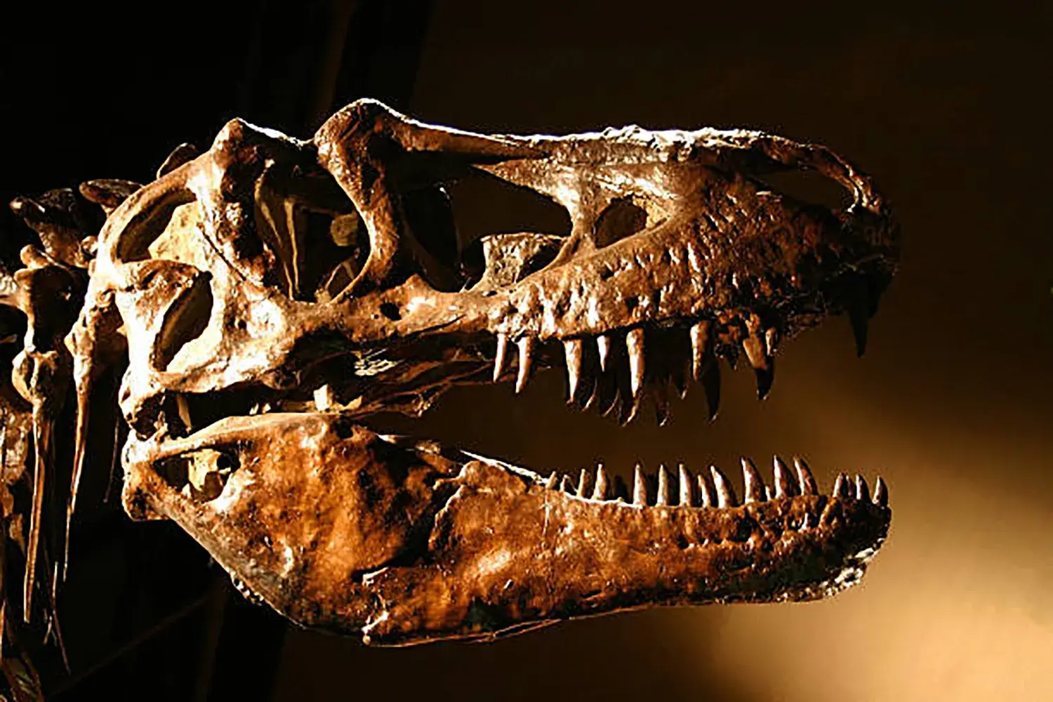 恐竜の骨や歯の化石について