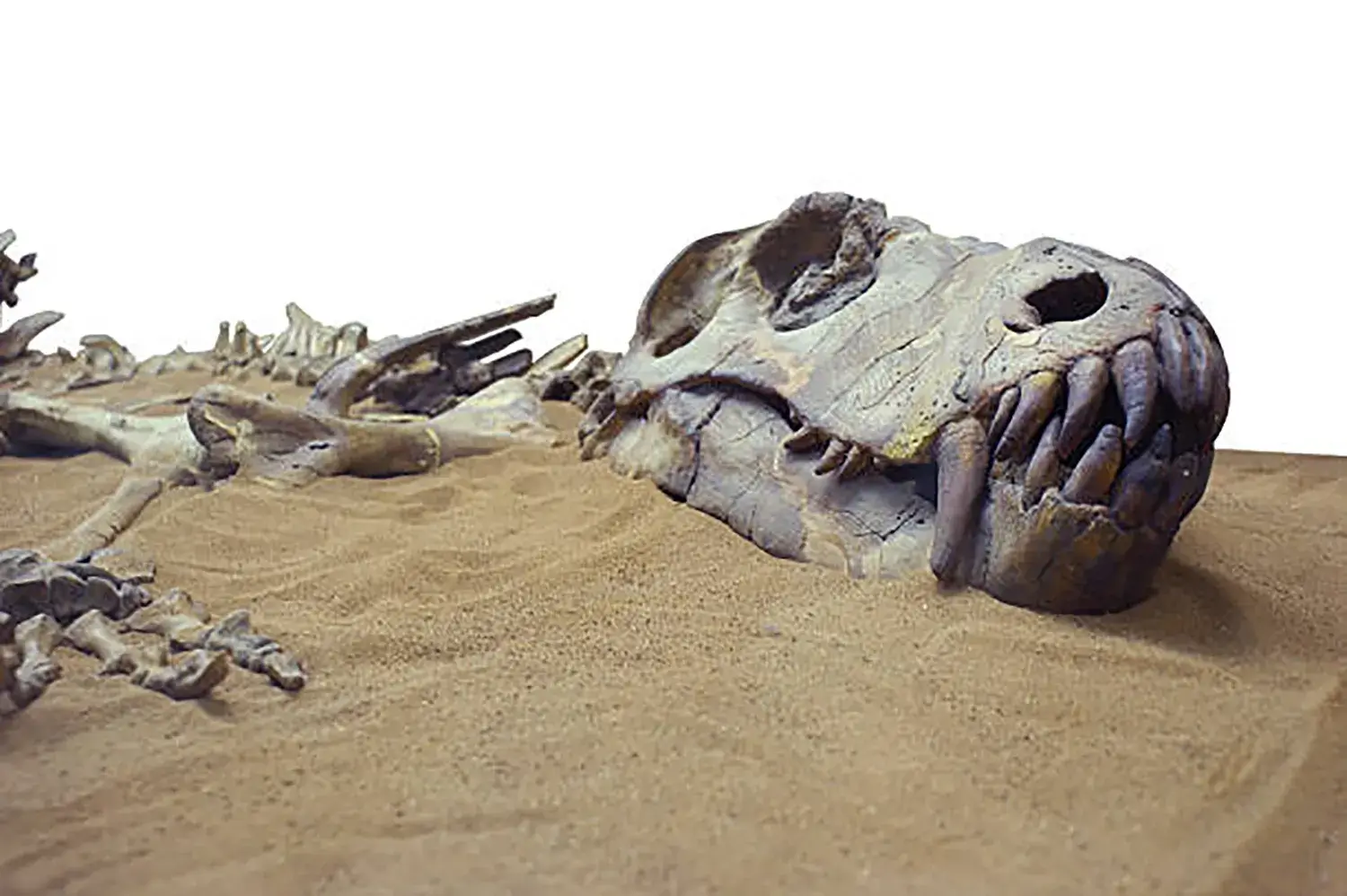 The Fossilization Process