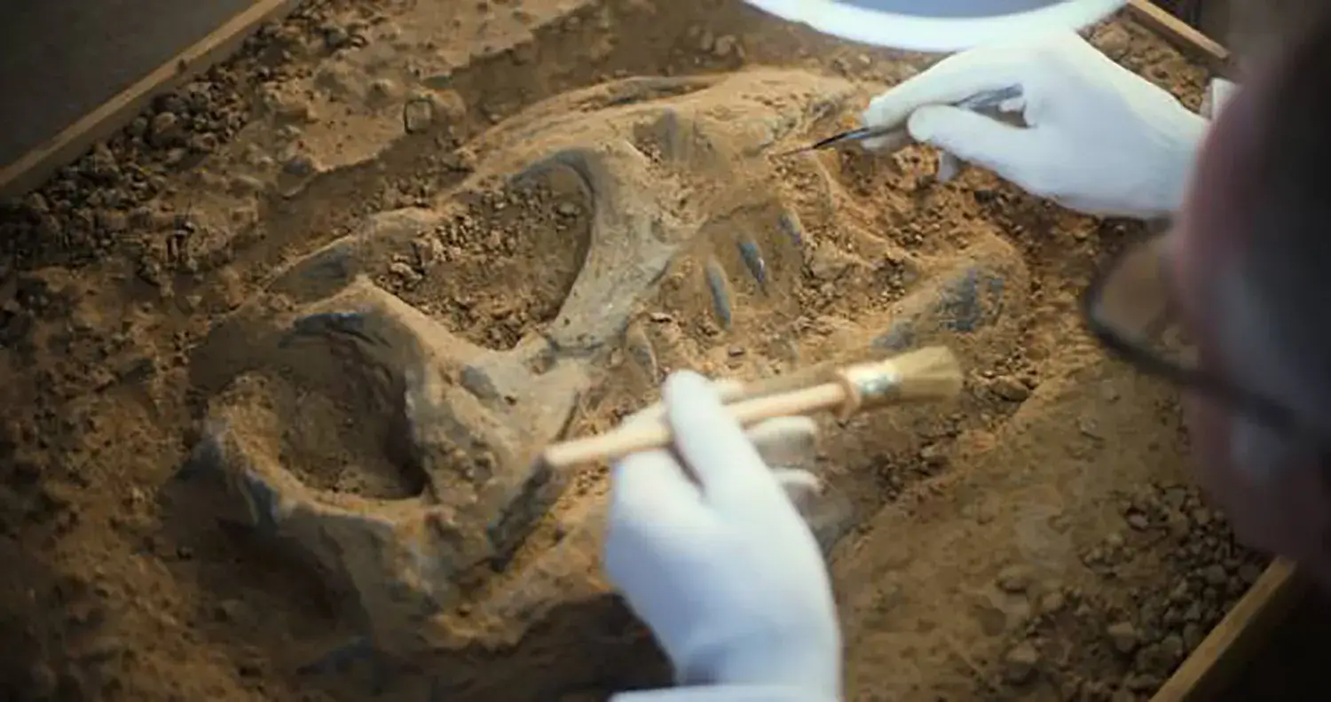 Fossil Preparation
