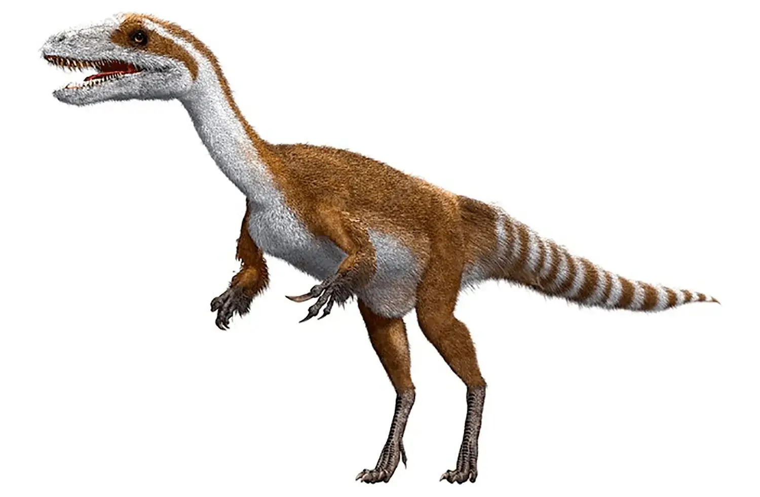 シノサウロプテリクス