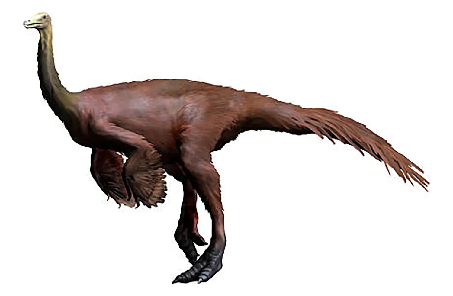 オルニトミムス