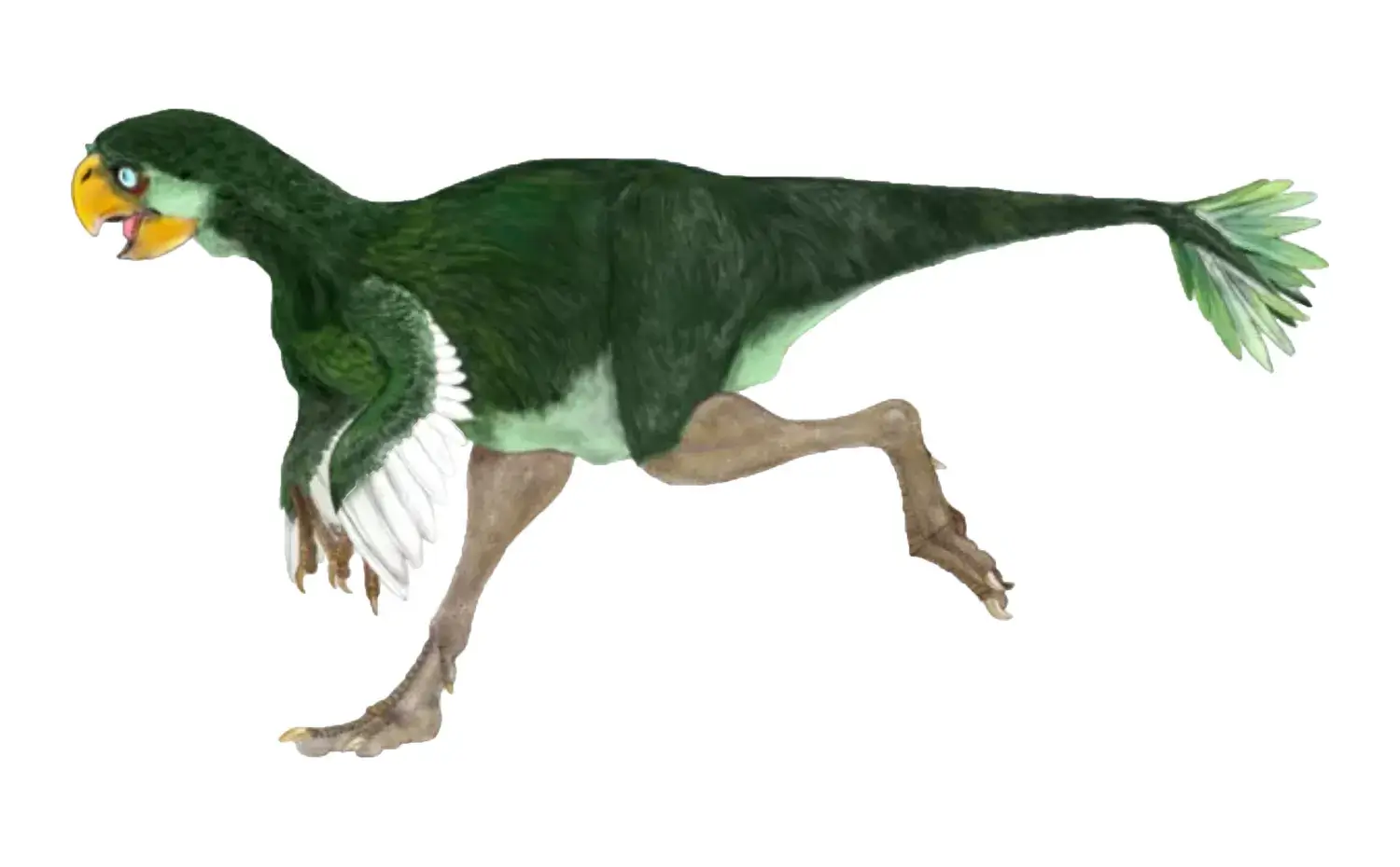 Ajancingenia