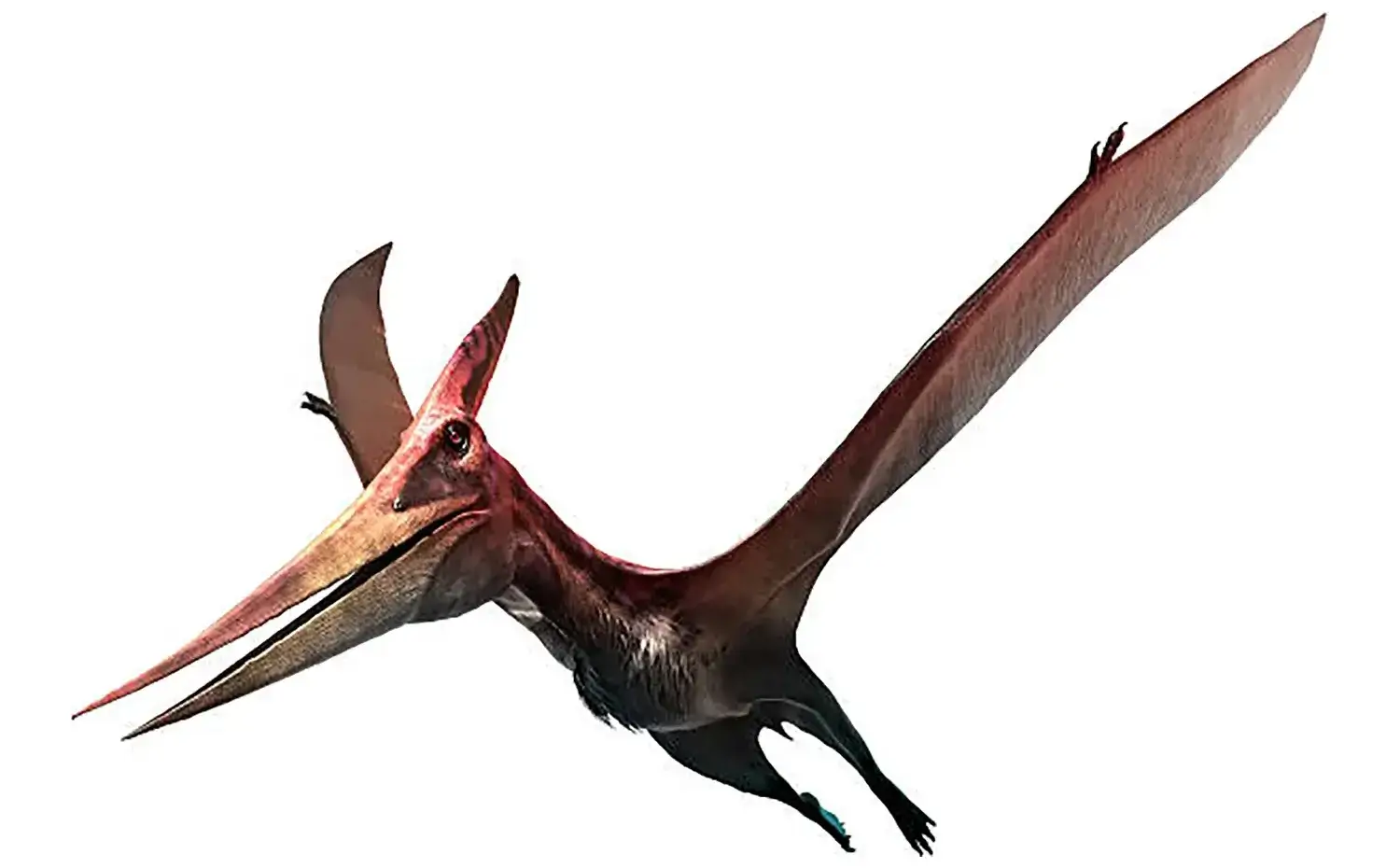 Pteranodon