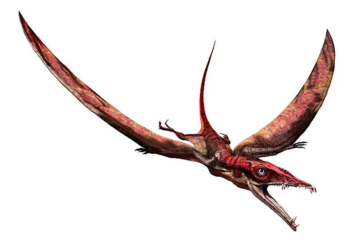Eudimorphodon