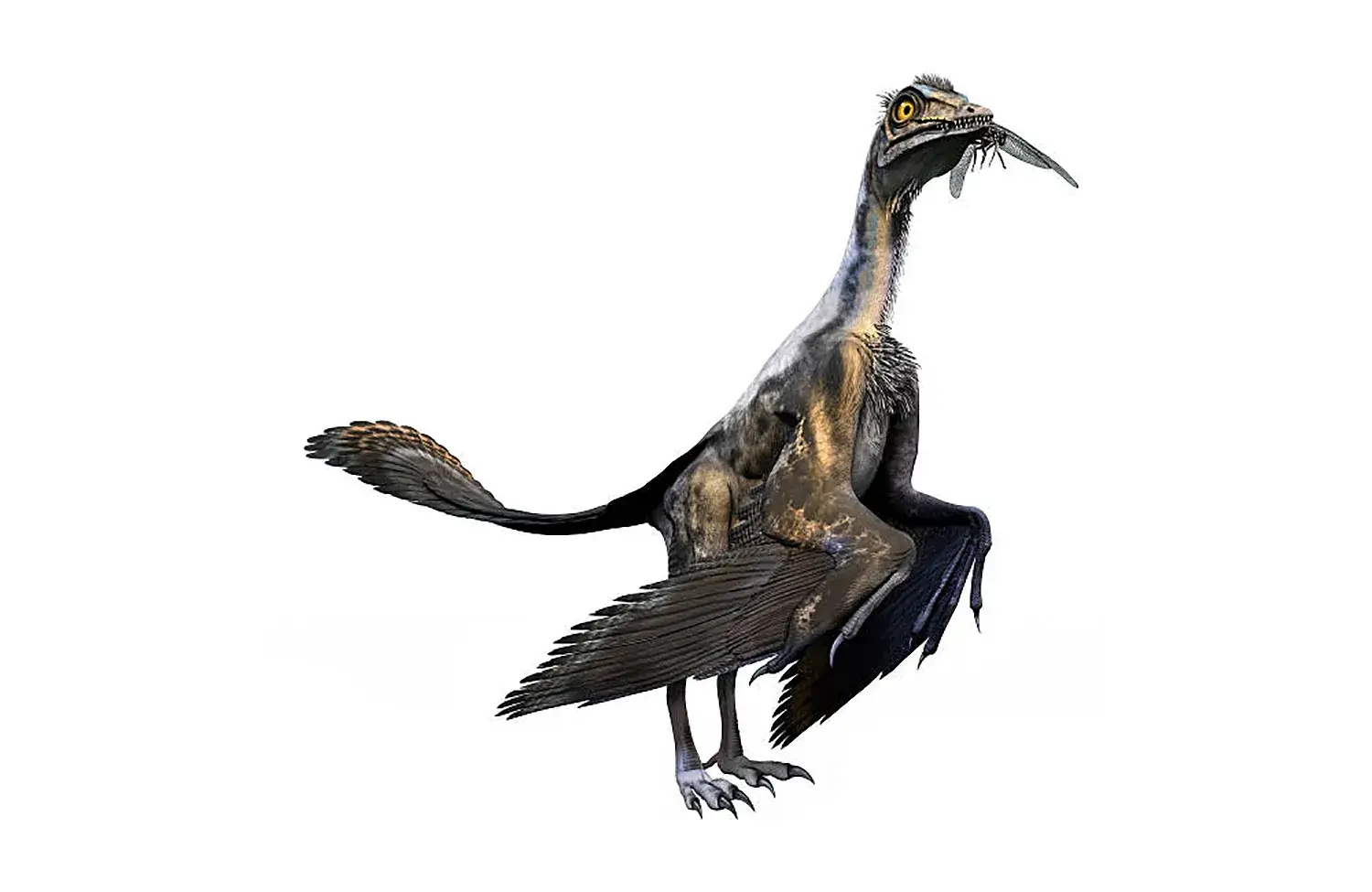 Archaeopteryx