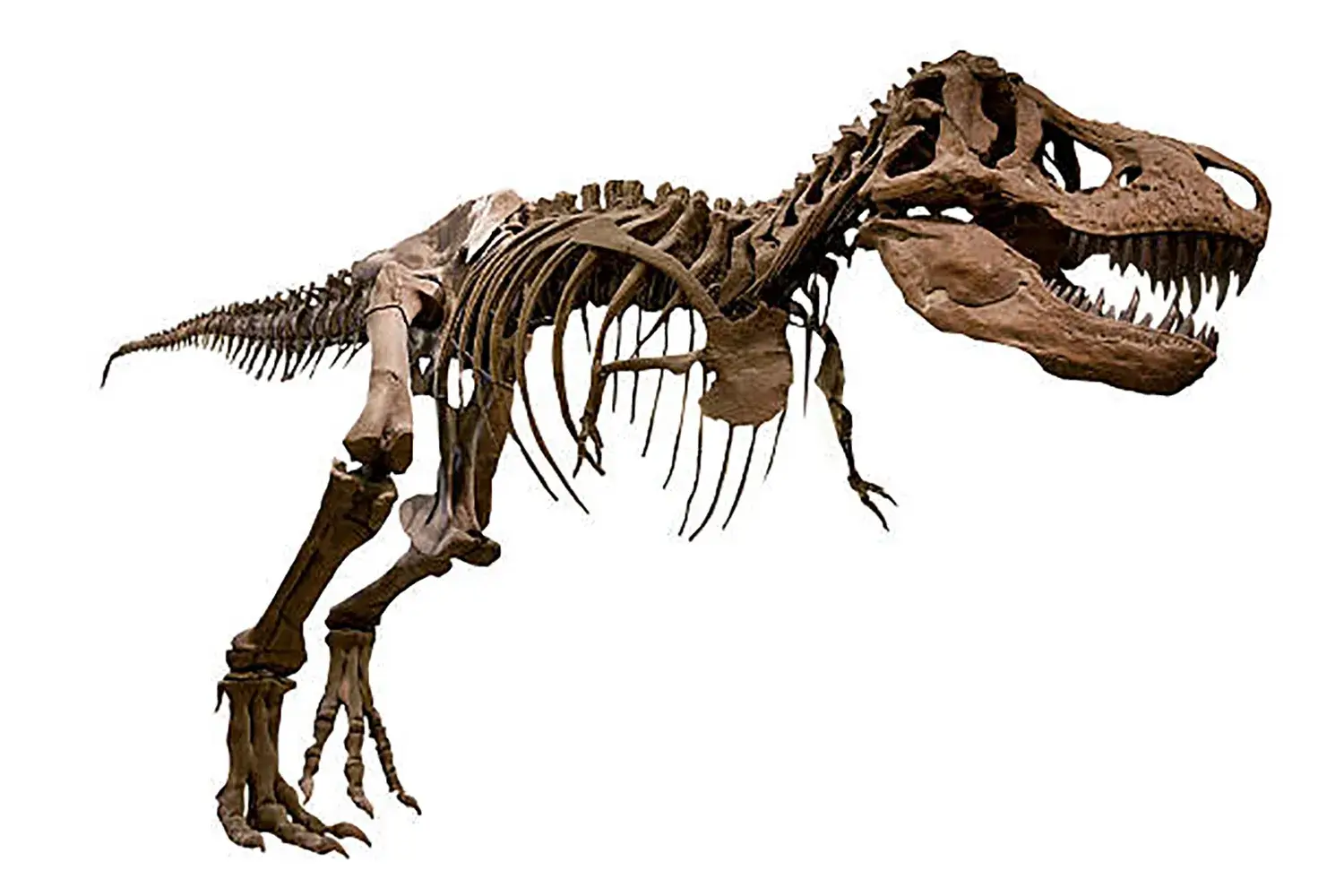 ティラノサウルスの化石に残っていたものは次のうちどれ？