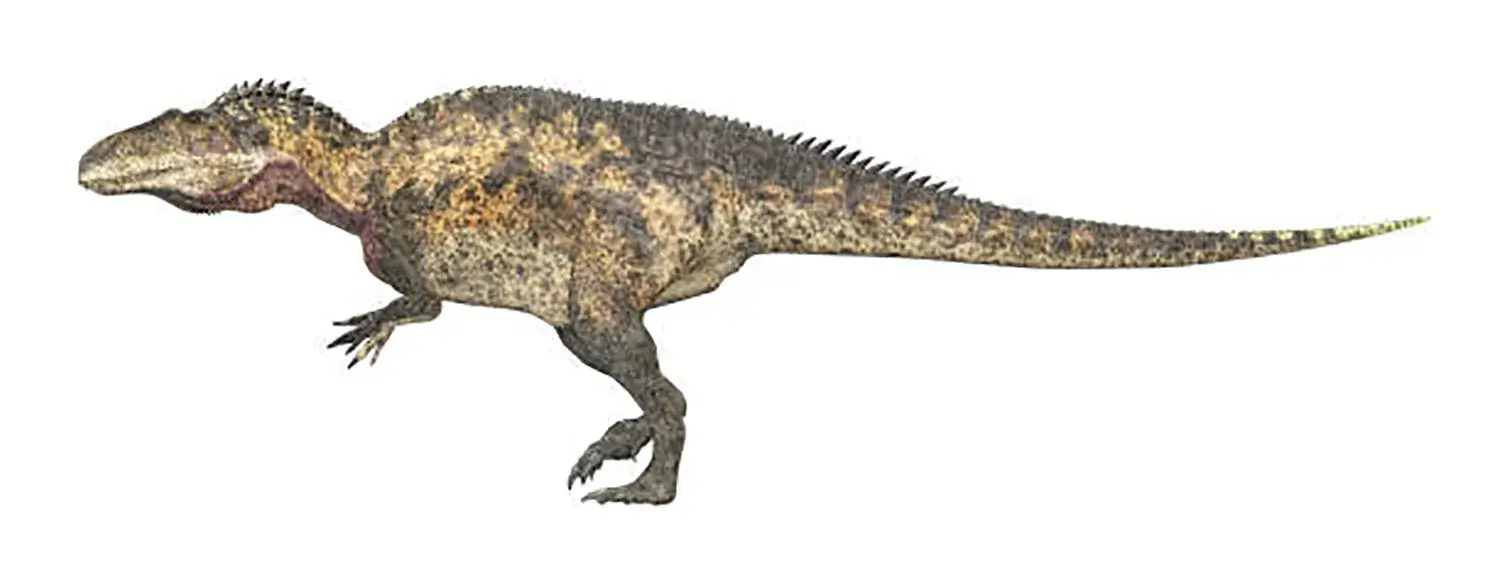 アクロカントサウルスの背中にあった最大60cmにもなる突起には、どんな役割があった？