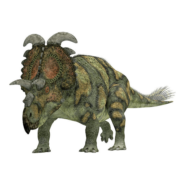 Aquilops | Dino Encyclopedia