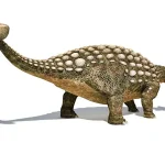 尾の先にある骨の塊（ハンマー）を左右に振って、捕食者に深いダメージを与えた。