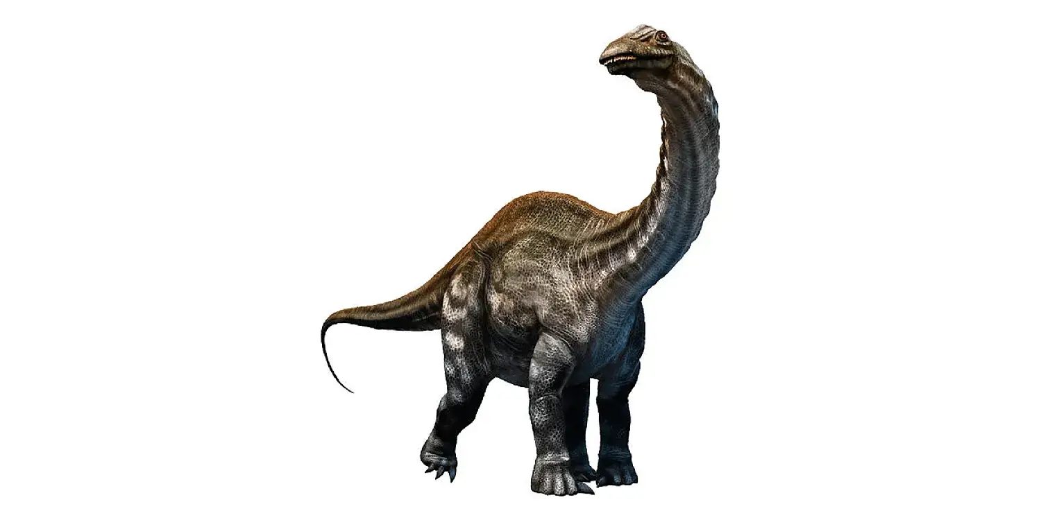 How did Apatosaurus use its teeth when feeding on plants?