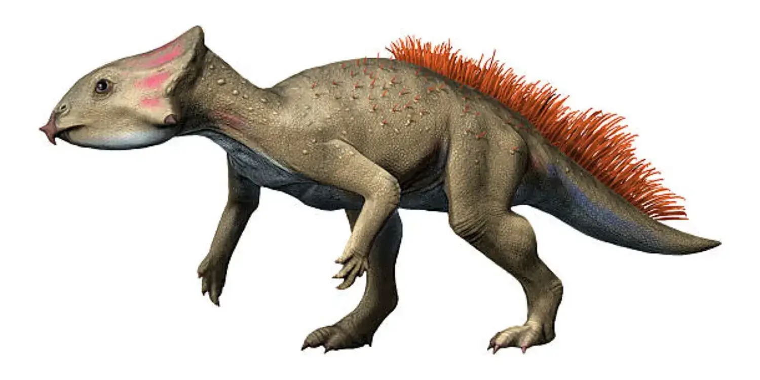 How many years passed between the discovery of Aquilops fossils and the dinosaur’s official naming?