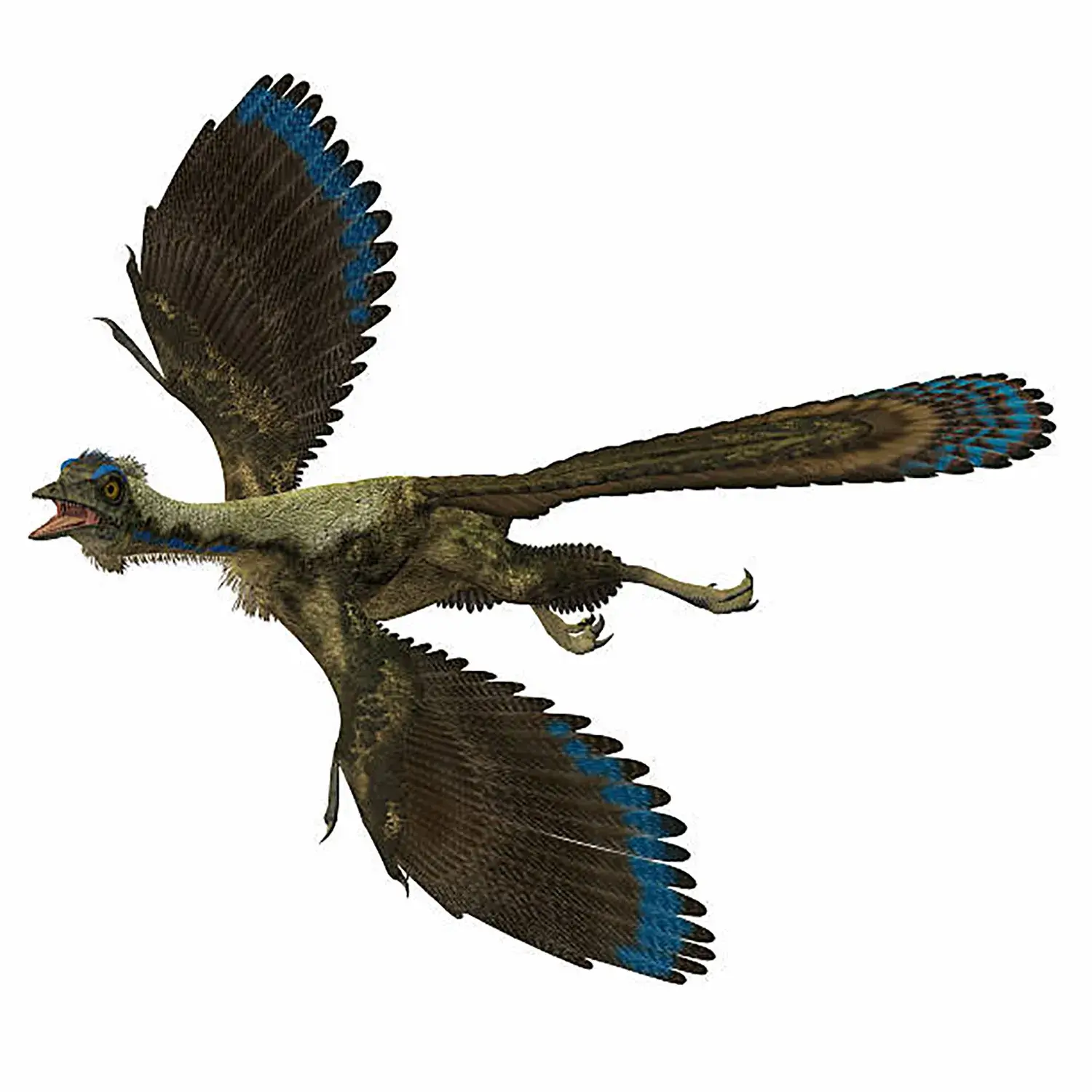 始祖鳥 | 恐竜博物館.web