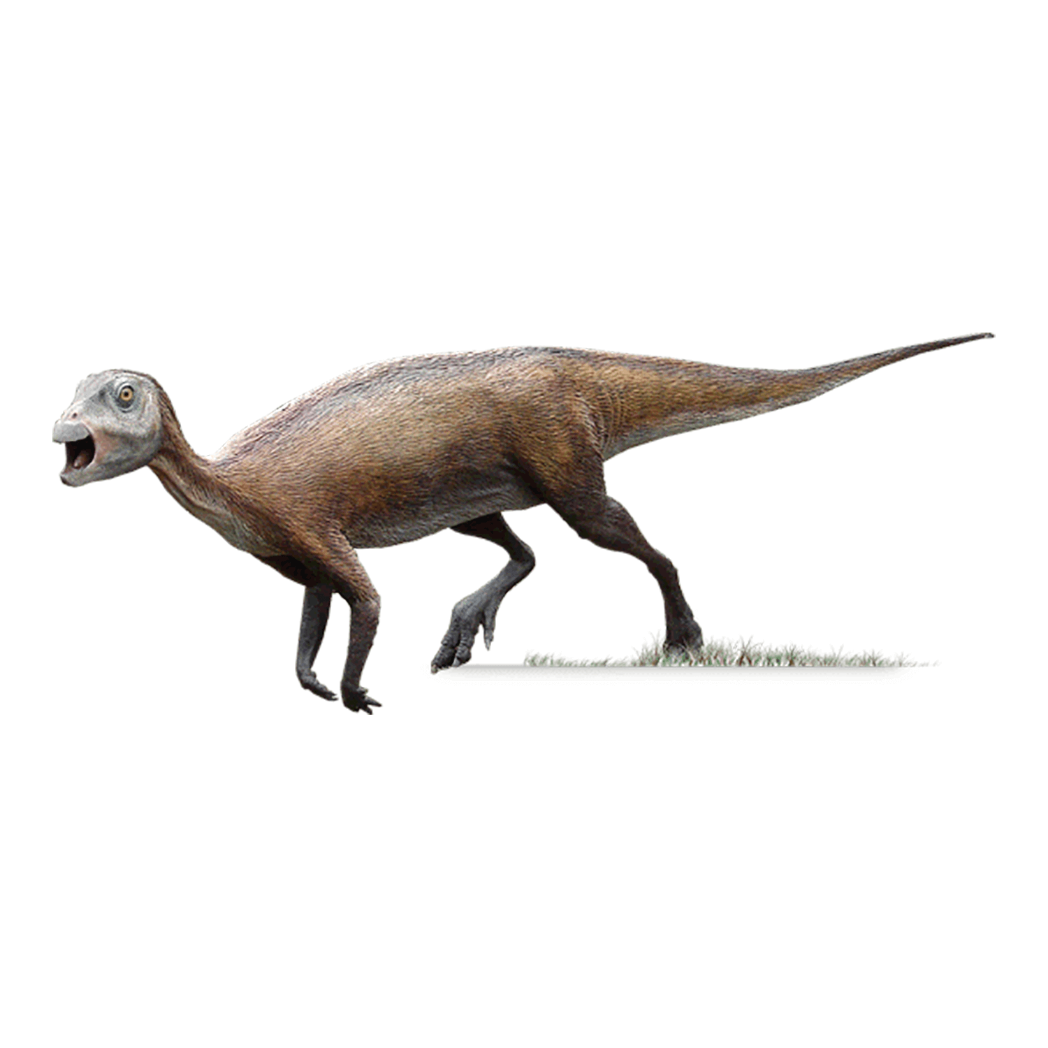 アトラスコプコサウルス