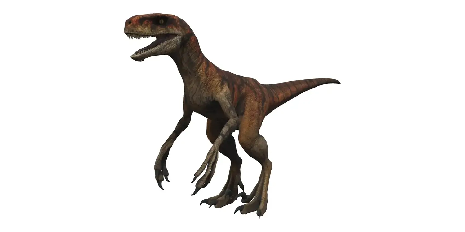 Compared with its close relative Saurornitholestes, what was distinctive about Atrociraptor’s teeth?