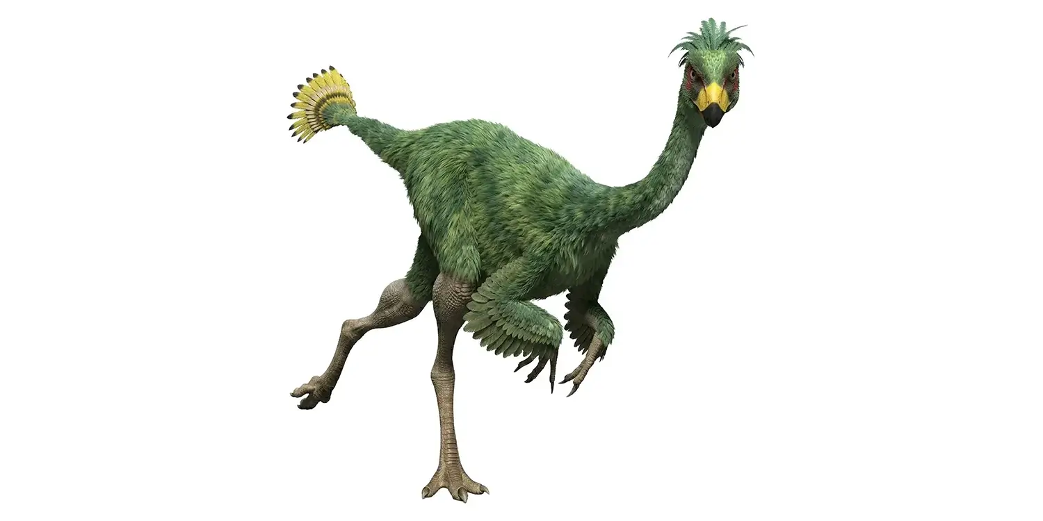 What might Avimimus have used its feathers for?