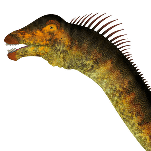 バロサウルスの頭