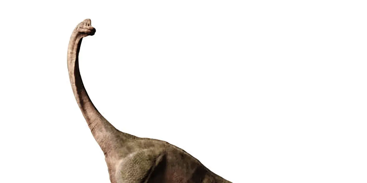 What unusual body feature distinguished Brachiosaurus from many other sauropods?