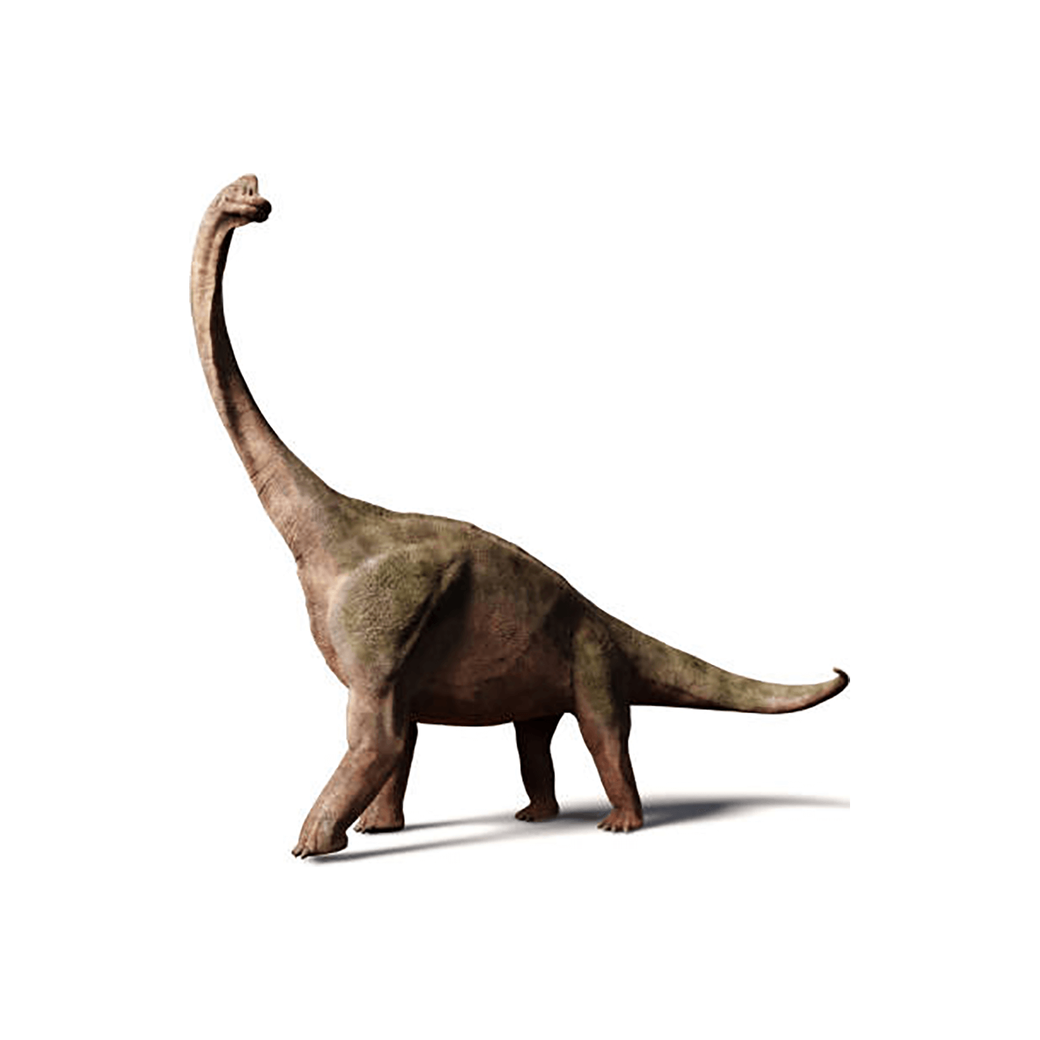 首 の 長い 恐竜 ブラキオサウルス