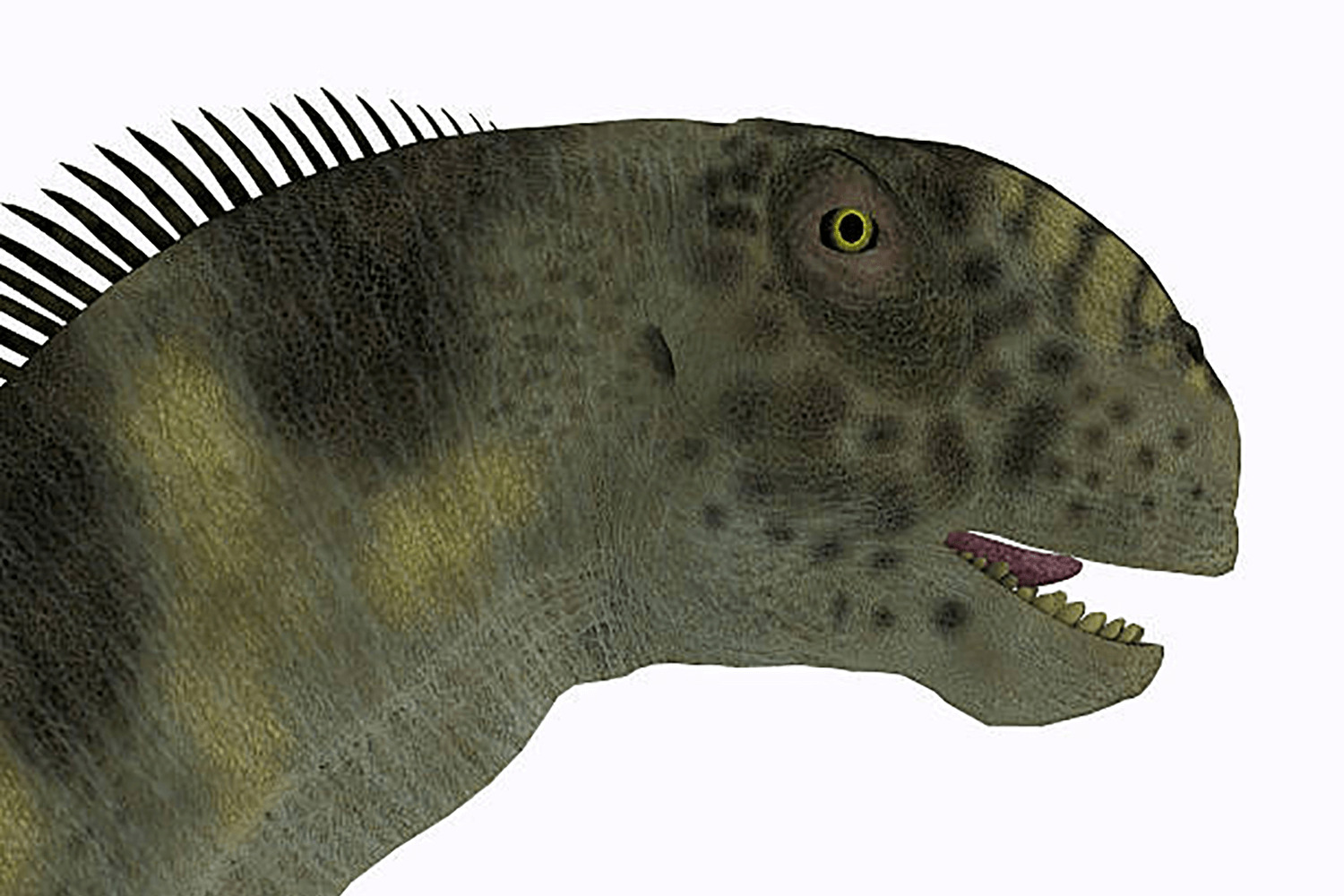 カマラサウルス | 恐竜博物館.web