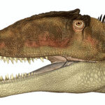 歯も鋭く、肉を切り取るのに適していた。
