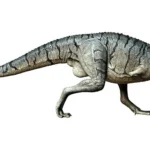 尾大腿筋が地球上の全動物で最大級