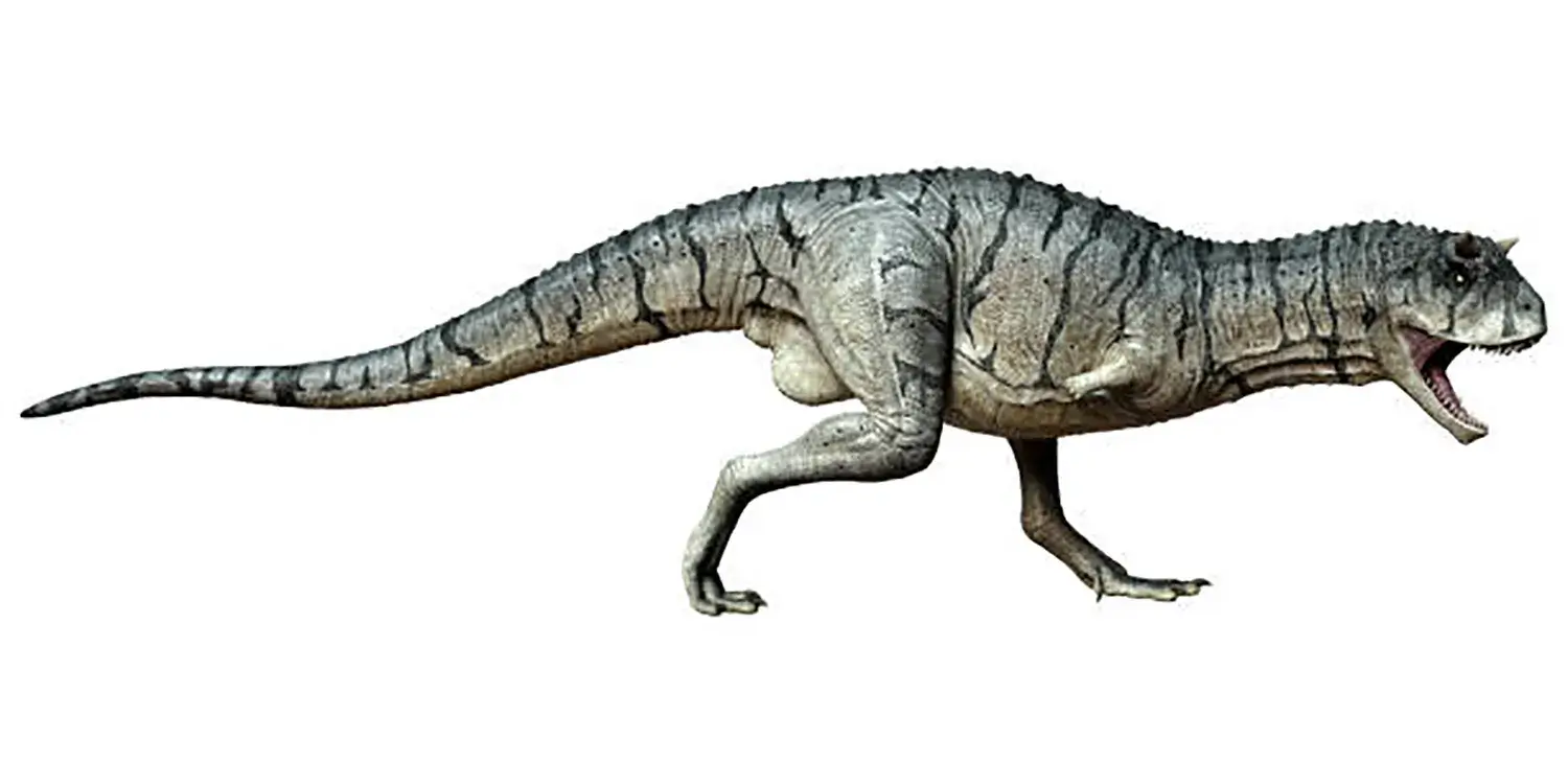 Its caudofemoralis muscle was among the largest of any animal on Earth.