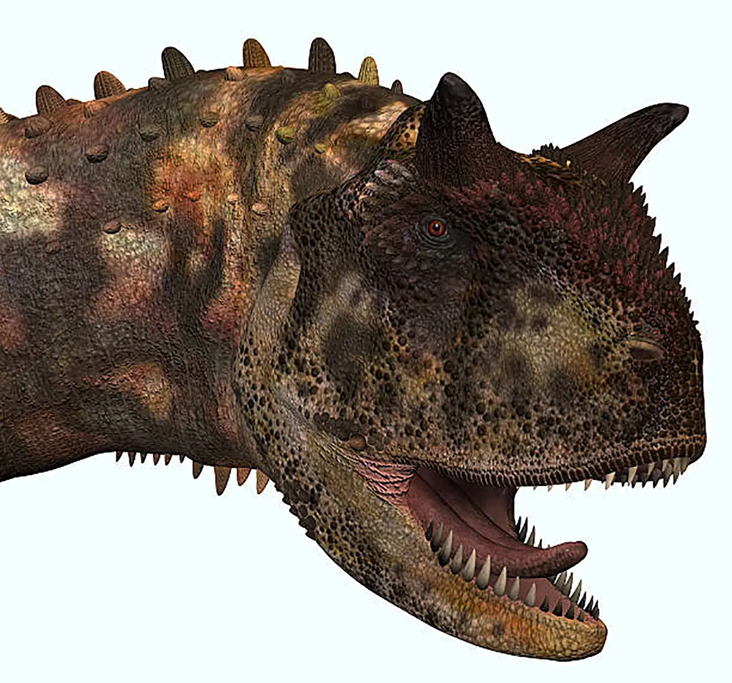 It had two thick horns protruding sideways above its eyes.