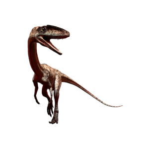 コエロフィシス | 恐竜博物館.web