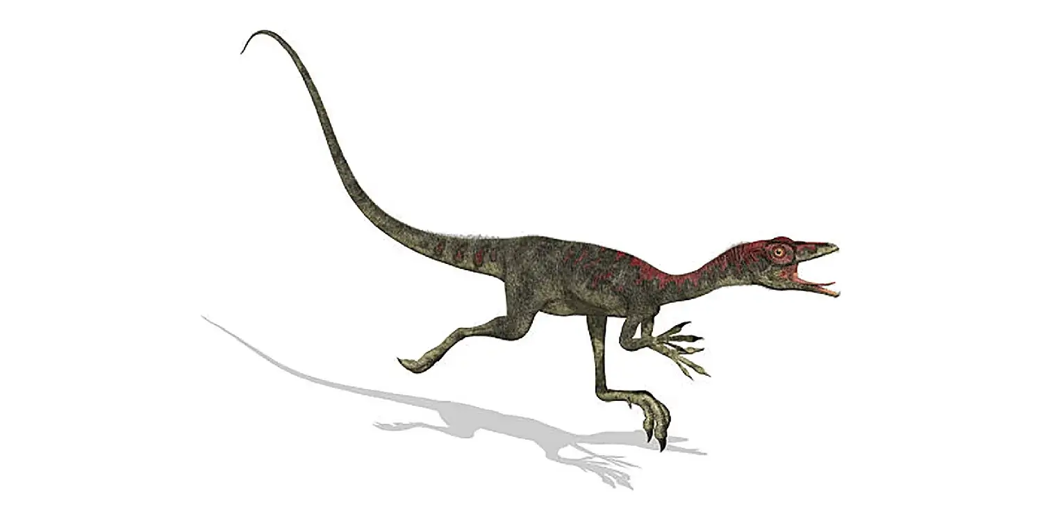 What was found in the stomach area of a Compsognathus fossil, believed to be its last meal?