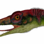 歯は小さく、獲物を取り押さえるのに適していた。