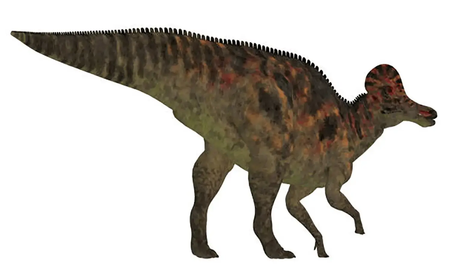 The tail is believed to have had limited mobility.