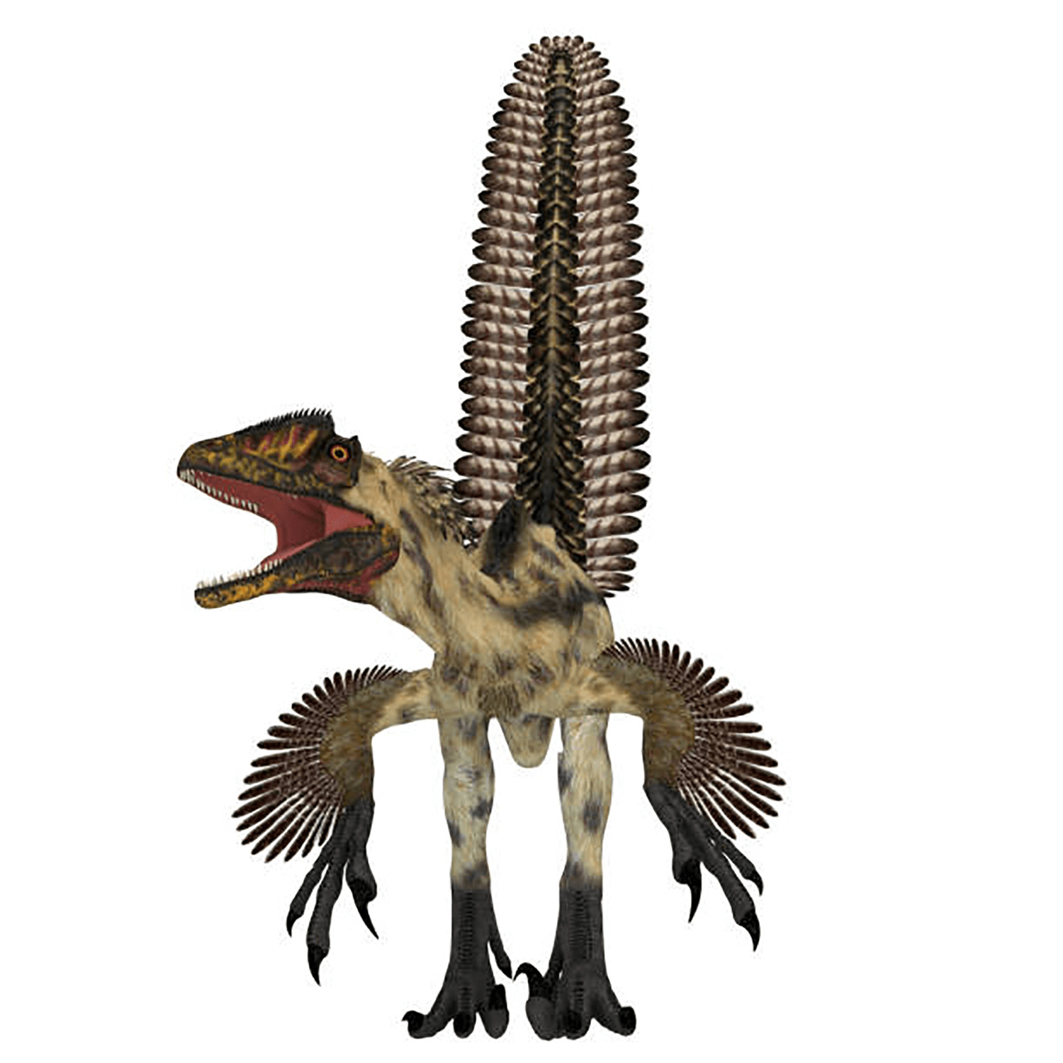 恐竜 デイノニクスの化石 約62mm - コレクション