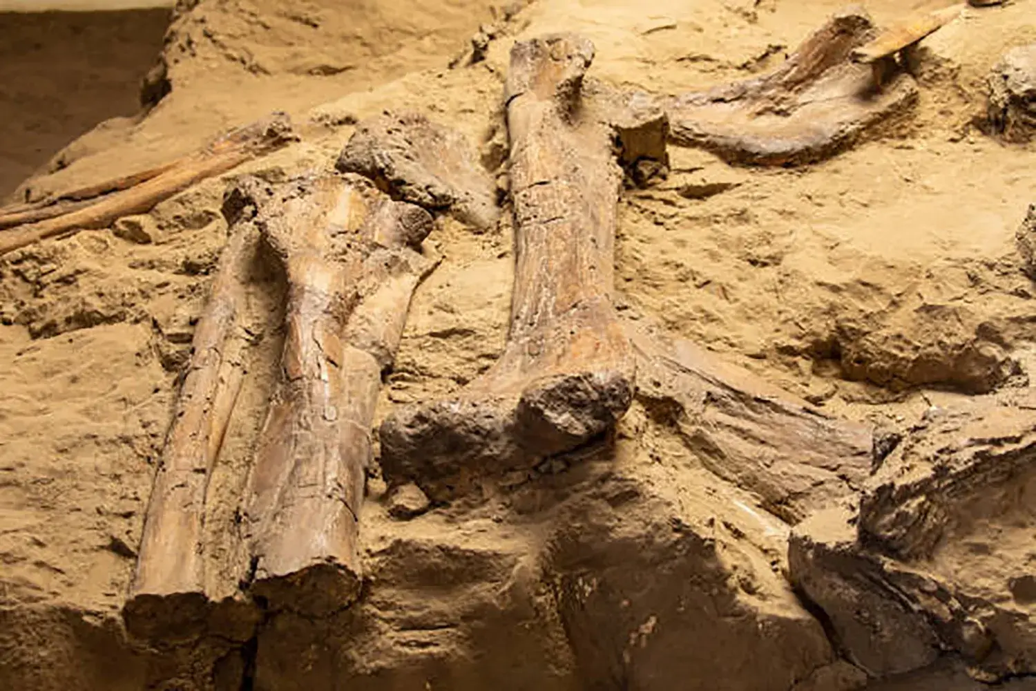 恐竜の骨の断面には木の年輪のような線がある。この線からわかるものは次のうちどれ？
