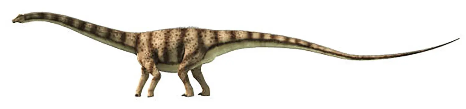 What did a 2022 simulation study suggest about Diplodocus’s tail?