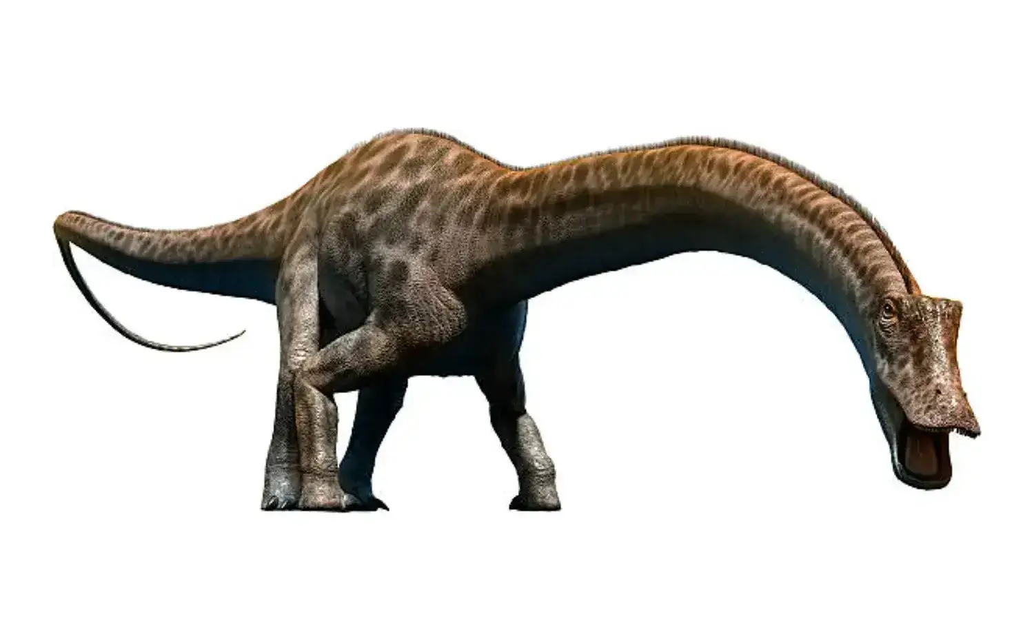 ディプロドクス