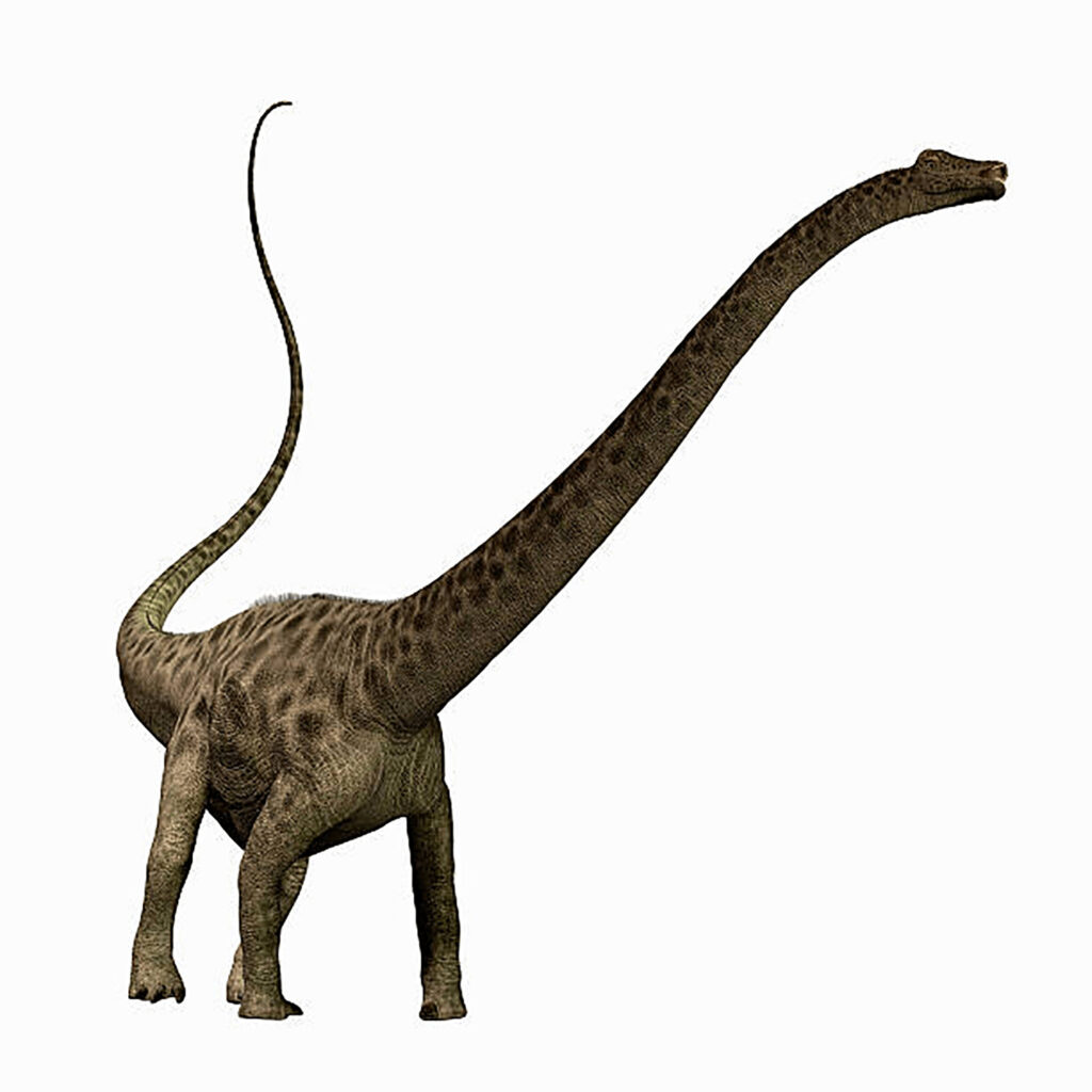 Diplodocus Dino Encyclopedia