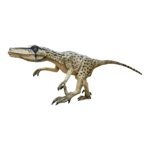 レアカラー！分厚いドロマエオサウルスの歯(Dromaeaosaur tooth