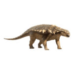 エドモントニア