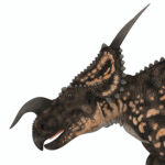 鼻の上の角は前方に曲がっており、巨大な缶切りのようにも見える。
