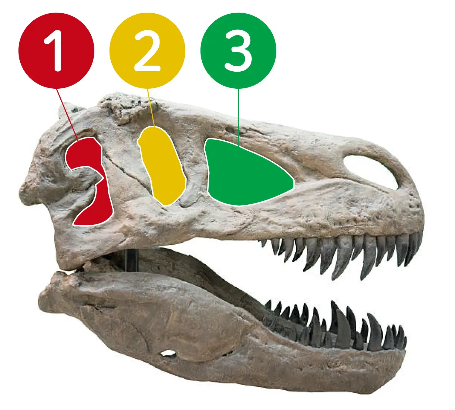 ティラノサウルスの目はどの穴にあった？