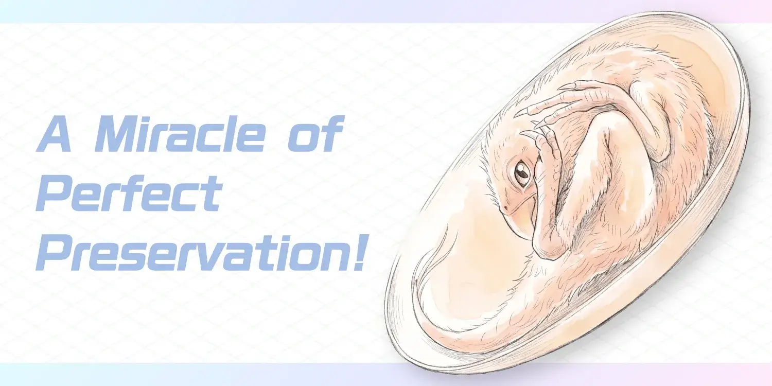 [Baby Yingliang] A Miracle of Perfect Preservation! The Baby Dinosaur Fossil Revealing the Evolutionary Link to Birds