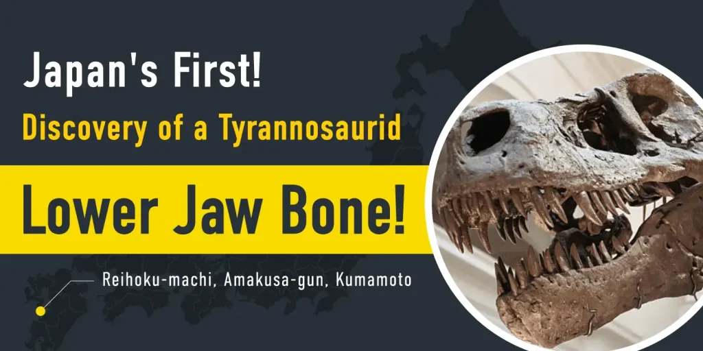 [Tyrannosaurid] Japan's First! Lower Jaw Fossil Discovered in Amakusa, Kumamoto. A Potential New 8-Meter Species?