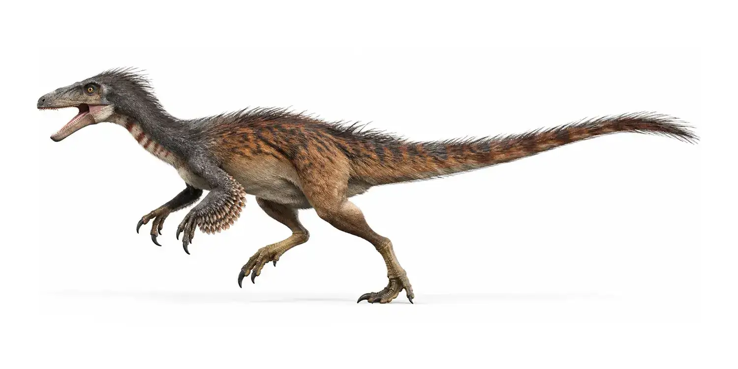 Which sense may have been particularly well developed in Fukuivenator, based on the structure of its brain?